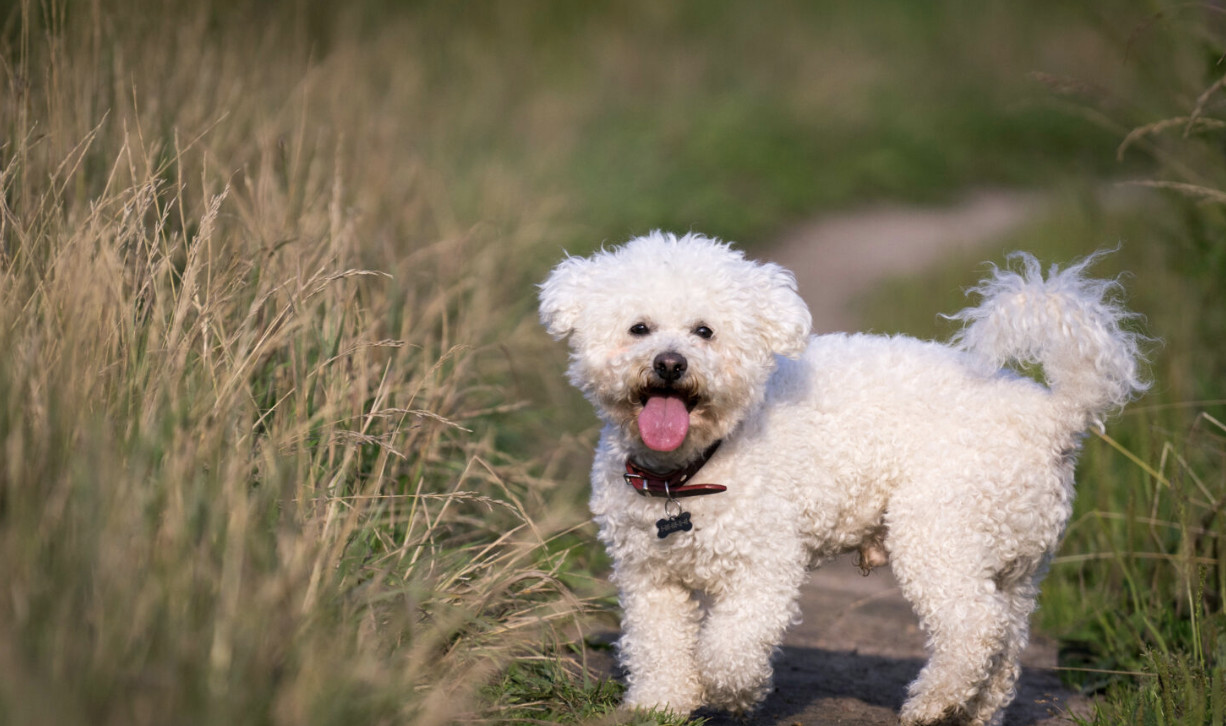 Dieser Hund weiß und klein