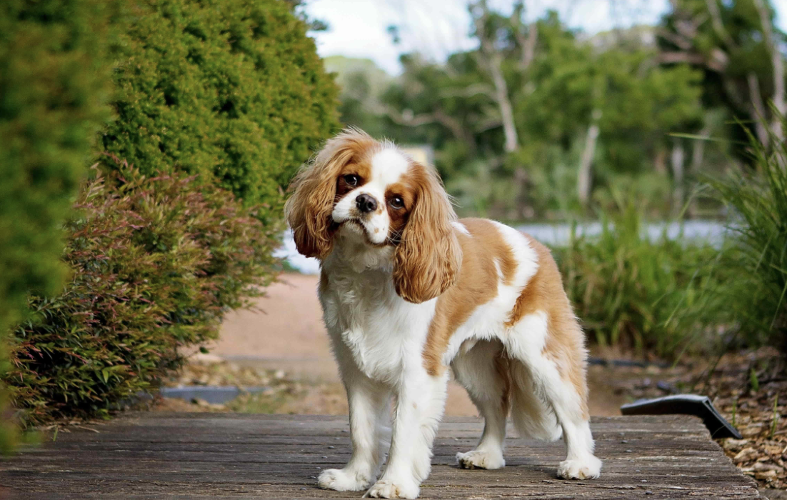 Cavalier King Charles Spaniel im Wald