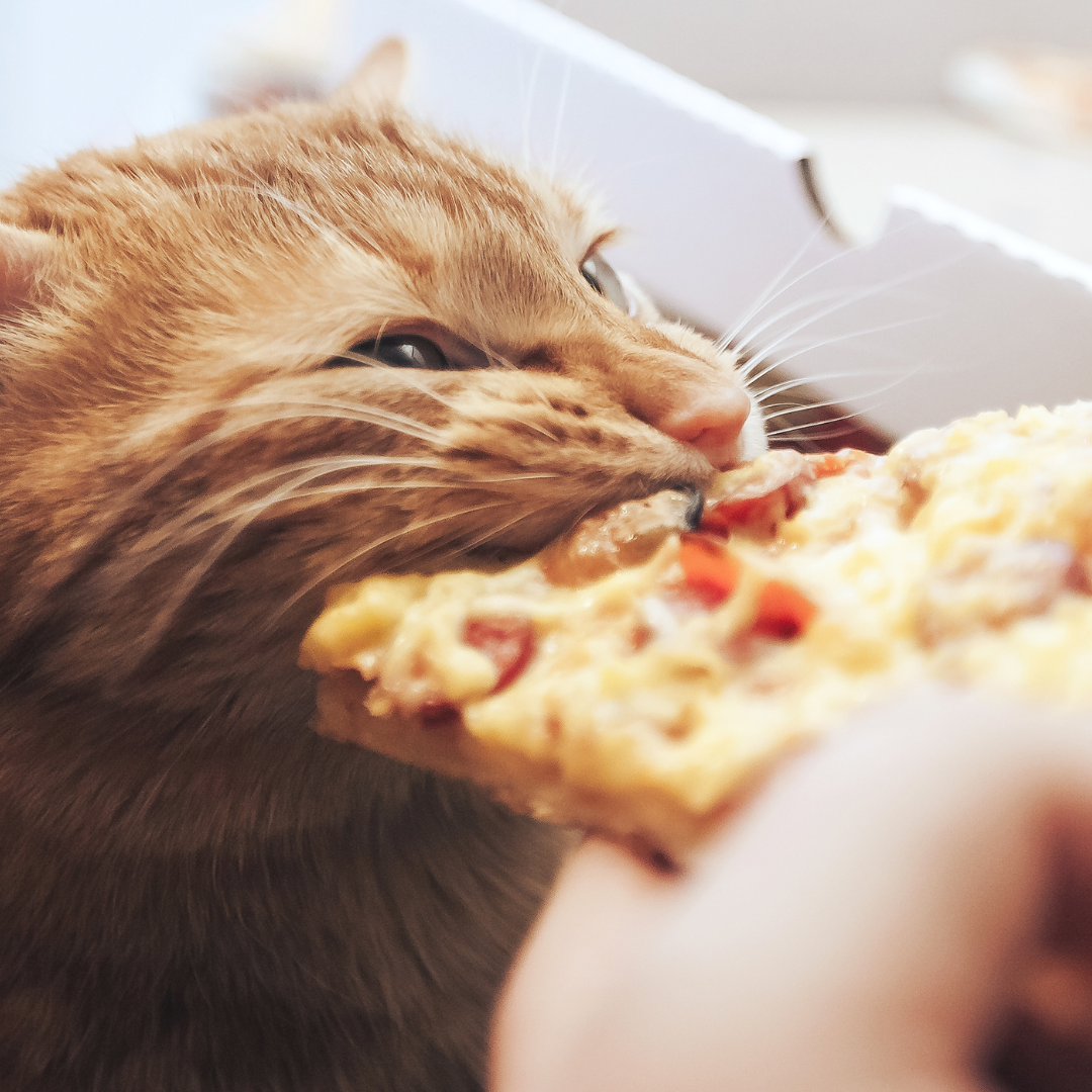 Katze isst Käsepizza