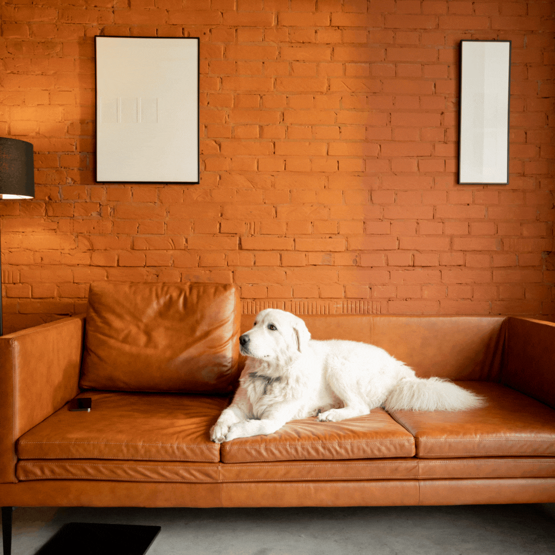 Hund auf Sofa in Wohnung