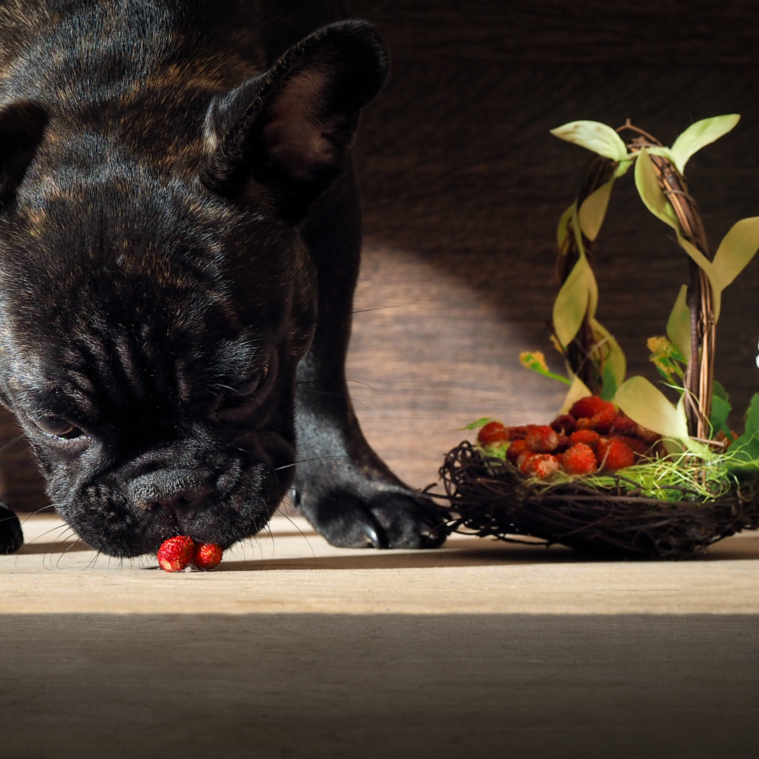 Hund isst Erdbeere, ist das Gefährlich?