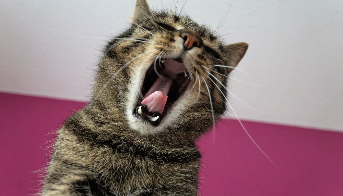 Katze krank wegen käse