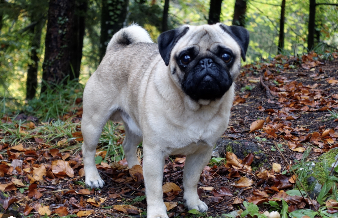 Wohnungshund Mops steht im Wald
