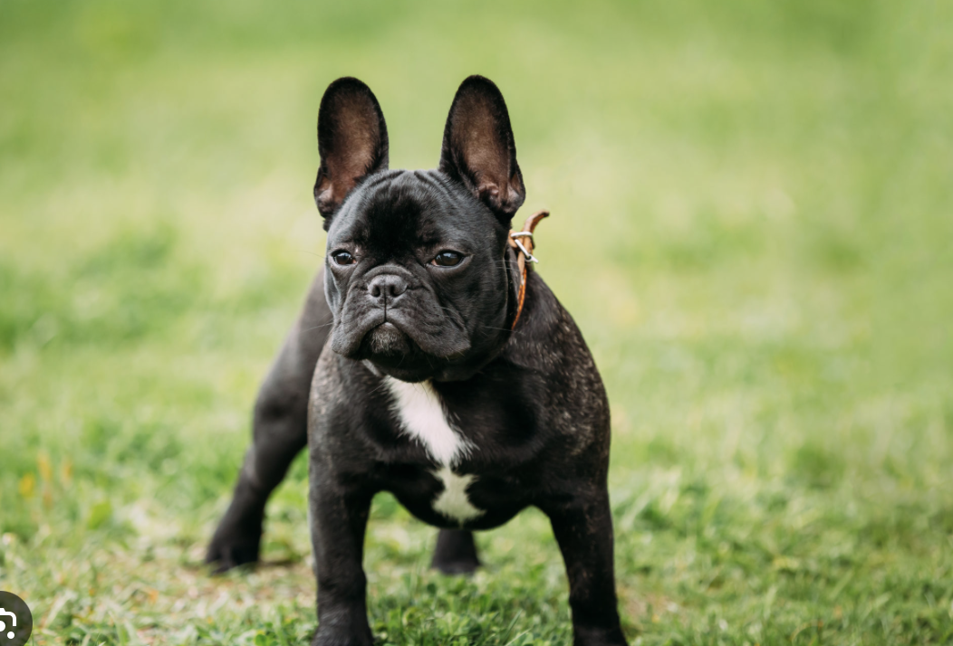 Französische Bulldogge im grünen für Wohnung